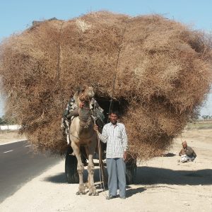 Highlights of Rajasthan Tour