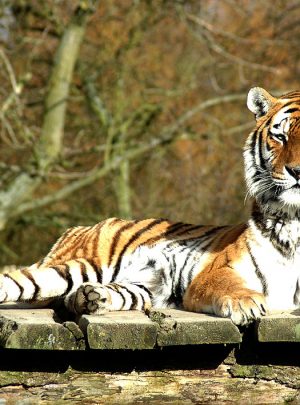 Ranthambore