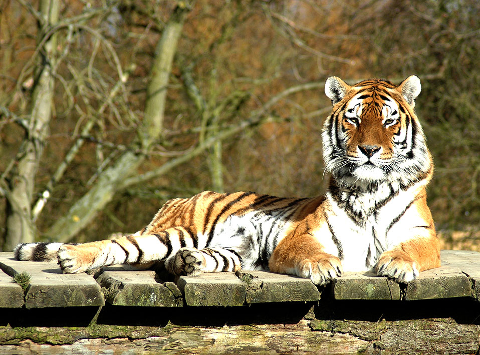 Ranthambore
