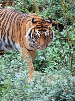 Golden Triangle - Ranthambore Tour