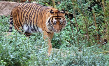 Golden Triangle - Ranthambore Tour