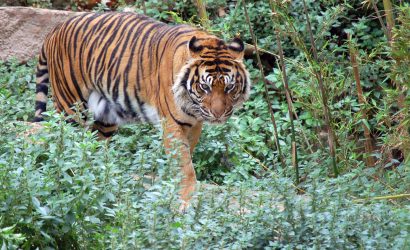 Golden Triangle - Ranthambore Tour