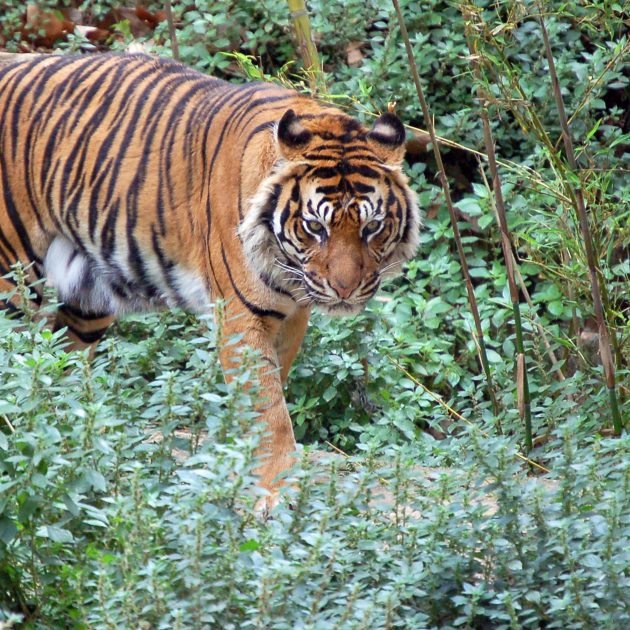 Golden Triangle - Ranthambore Tour