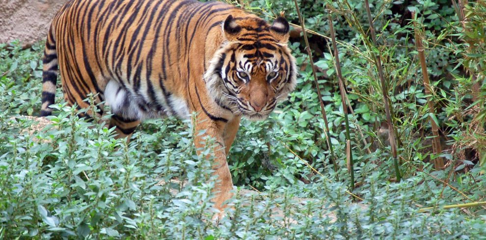 Golden Triangle - Ranthambore Tour