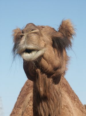Camel