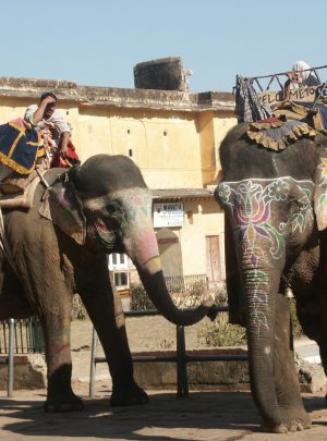 Elephant Ride