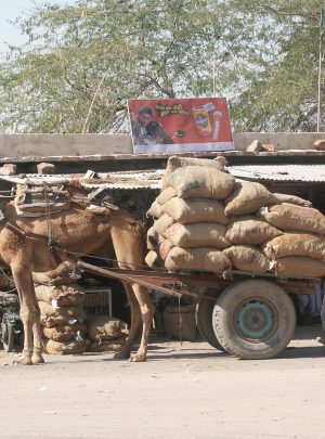 Camel Ride