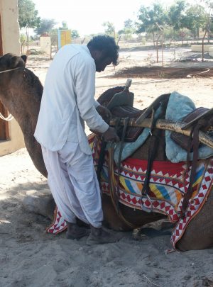 Camel Ride