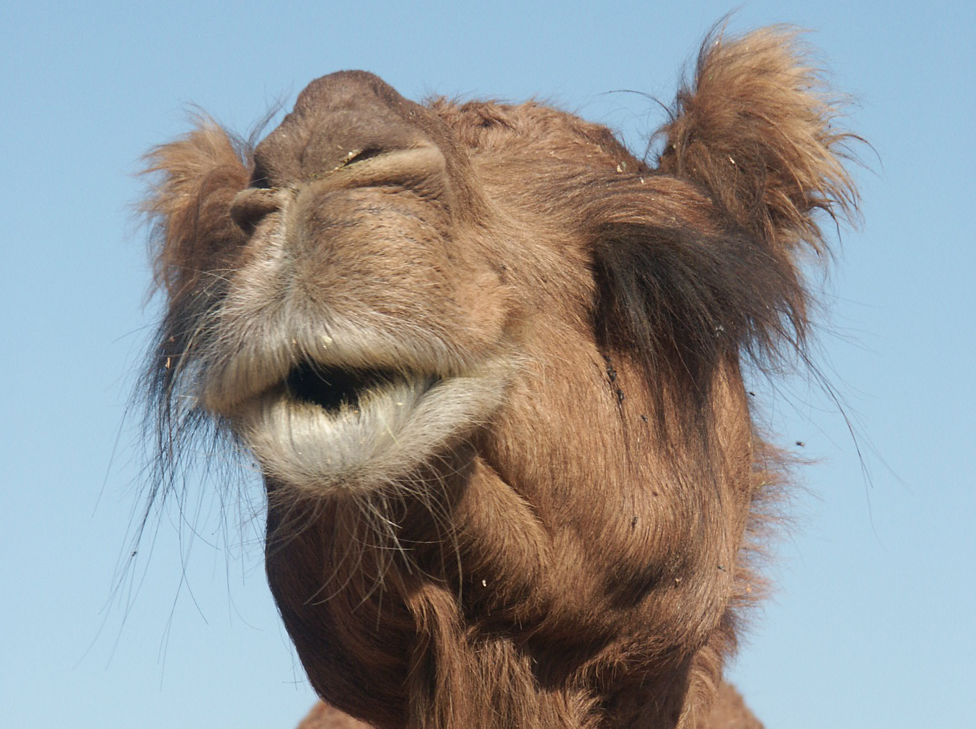 camel
