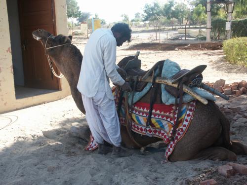 Camel Ride