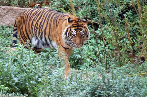 Ranthambore National Park